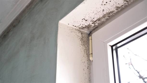 Best Black Mold Remediation in Green Village, NJ