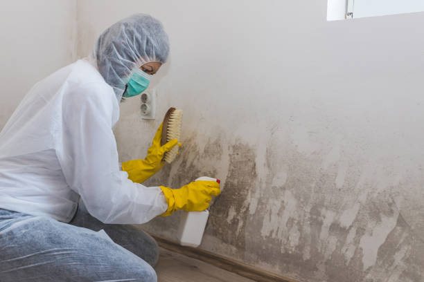 Best Industrial Mold Remediation in Green Village, NJ